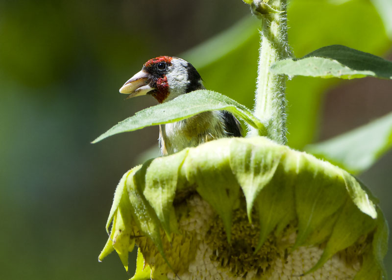 Il cardellino e il girasole